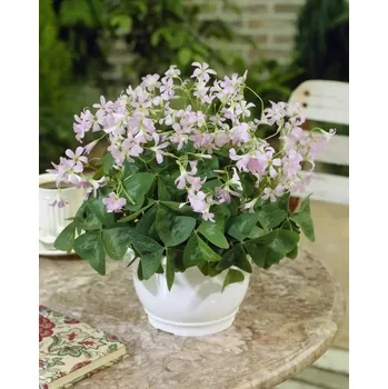 Cibulovina Šťavel - Oxalis Fanny triangularis .: 5 ks