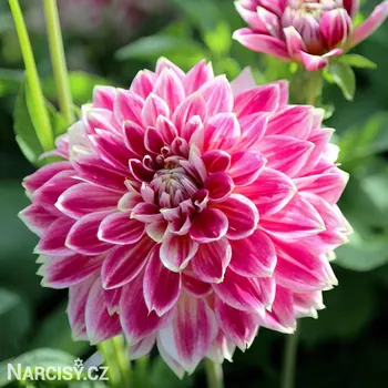 Cibulovina Jiřina - Temple of beauty .: 1 ks