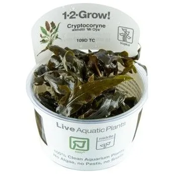 Dekorace do akvária Tropica Cryptocoryne wendtii 'Mi Oya' invitro