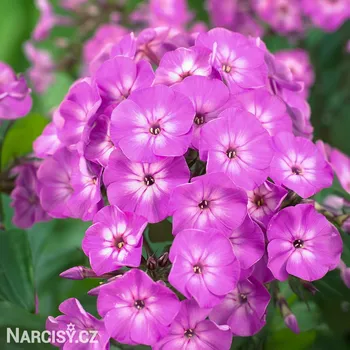 Cibulovina Plamenka - Blue boy .: 3 ks