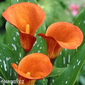 Cibulovina Kala - Mango .: 1 ks