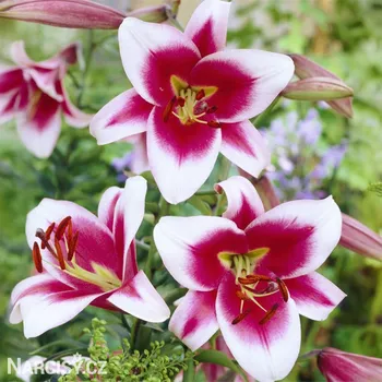 Cibulovina Lilie stromovitá - Friso .: 1 ks