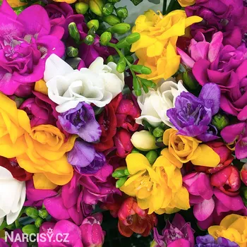 Cibulovina Frézie - směs plnokvětých .: 10 ks