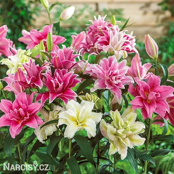 Cibulovina Lilie orient - Roselily Mix .: 3 ks