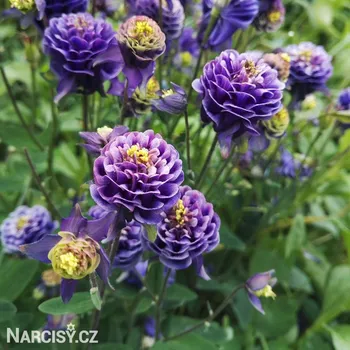 Cibulovina Orlíček - Christa barlow .: 3 ks