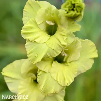 Cibulovina Mečík - Green Star .: 5 ks