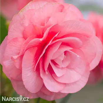 Cibulovina Begónie - Plnokvětá růžová .: 3 ks