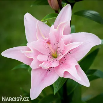 Cibulovina Lilie asijská - Elodie .: 1 ks