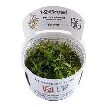 Dekorace do akvária Tropica Proserpinaca palustris invitro