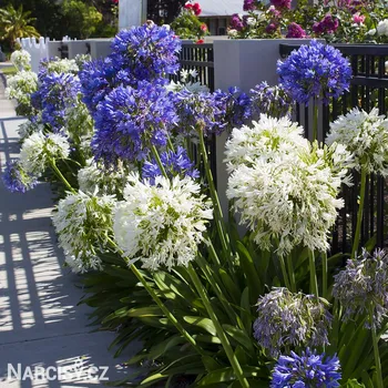 Cibulovina Agapanthus - Kalokvět směs barev .: 3 ks