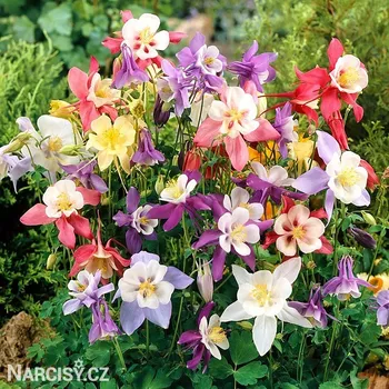 Cibulovina Orlíčky - hybridní směs .: 3 ks