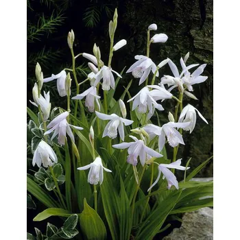 Cibulovina Orchidej vzpřímená - Bletilla alba .: 1 ks