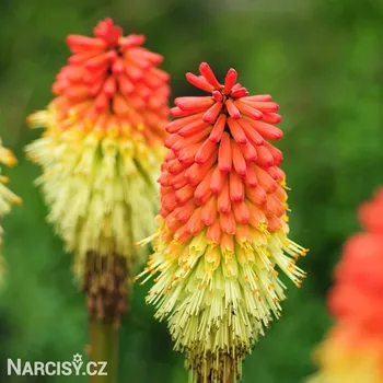 Cibulovina Mnohokvět - Royal .: 1 ks