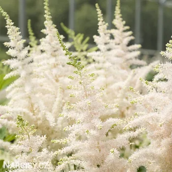 Cibulovina Čechrava - Astilbe bílá .: 1 ks