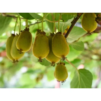 Sazenice Kiwi 'Issai'