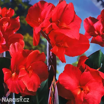 Cibulovina Dosna - Black Knight .: 1 ks