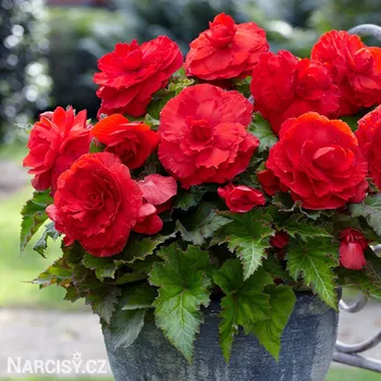 Cibulovina Begónie - Plnokvětá červená .: 3 ks