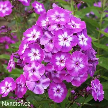 Cibulovina Plamenka - Laura .: 3 ks