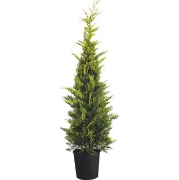 Květináč Cypřišovec Leylandův žlutý FloraSelf Cupressocyparis leylandii 'Gold Rider' 150-170 cm květináč 15 l