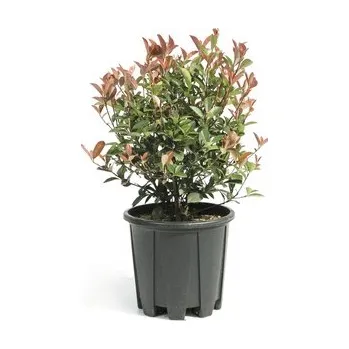 Květináč Blýskalka Fraserova koule FloraSelf Photinia fraseri 'Compacta' Ø 25/30 cm květináč 9 l 35 let FloraSelf jubilejní edice
