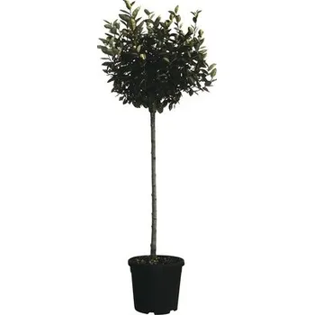 Květináč Hlošina stálezelená na kmínku FloraSelf Elaeagnus ebbingei výška 100-120 cm květináč 18 l