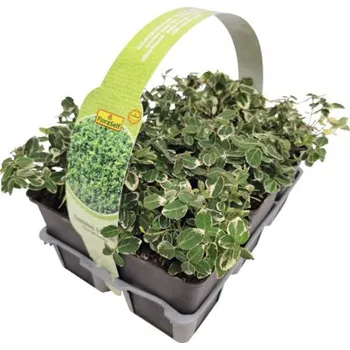 Sazenice Brslen Fortunův bíle panašovaný FloraSelf Euonymus fortunei 'Emerald Gaiety' balení 6 ks