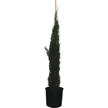 Květináč Cypřiš stálezelený FloraSelf Cupressus sempervirens 'Totem' 150 – 170 cm květináč 18 l