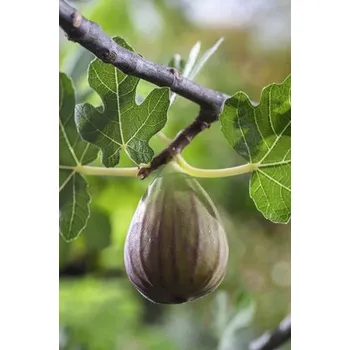 Fíkovník BIO FloraSelf Bio Ficus carica 'Bornholm' květináč 3 l