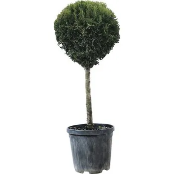 Květináč Túje/zerav čtvrtkmen FloraSelf Thuja occidentalis 'Smaragd' výška kmene 35-40 cm květináč 10 l