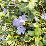 Barvínek menší FloraSelf Vinca minor balení 6 ks