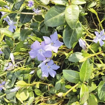 Barvínek menší FloraSelf Vinca minor balení 6 ks