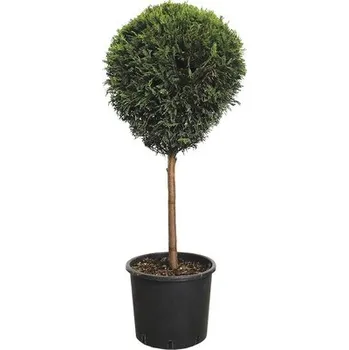 Květináč Cypřišovec Leylandův čtvrtkmen FloraSelf Cupressocyparis leylandii květináč 10 l