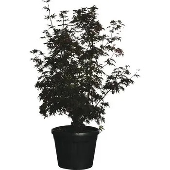 Květináč Javor dlanitolistý červený FloraSelf Acer palmatum 'Bloodgood' výška 120-140 cm květináč 30 l