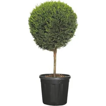 Květináč Cypřišovec Leylandův žlutý čtvrtkmen FloraSelf Cupressocyparis leylandii 'Castlewellan Gold' 80-100 cm květináč 10 l