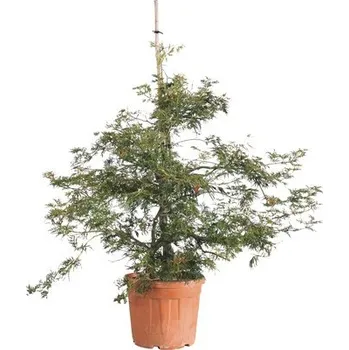Květináč Javor dlanitolistý zelený FloraSelf Acer palmatum 'Dissectum Viridis' výška 125-150 cm květináč 35 l