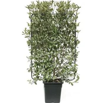 Květináč Blýskalka Fraserova bílo-zelená na mříži FloraSelf Photinia fraseri 'Pink Marble'® výška 120 x šířka 80 cm květináč 30 l