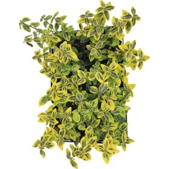 Sazenice Brslen Fortunův žlutě panašovaný FloraSelf Euonymus fortunei 'Emerald n Gold' balení 6 ks