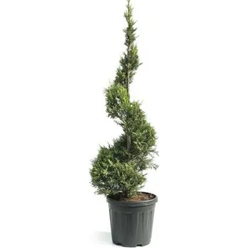 Květináč Cypřišovec Leylandův žlutý spirála FloraSelf Cupressocyparis leylandii 'Castlewellan Gold' výška cca 125 cm květináč 18 l