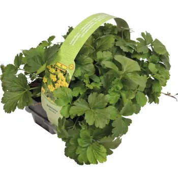 Semeno Mochnička trojčetná FloraSelf Waldsteinia ternata balení 6 ks