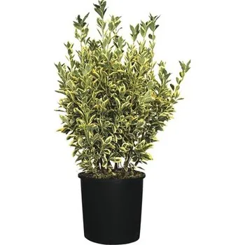 Květináč Brslen japonský FloraSelf Euonymus japonicus 'Bravo' výška 60-80 cm květináč 18 l