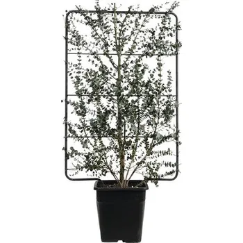 Květináč Eukalyptus, blahovičník Gunnův na mříži FloraSelf Eucalyptus gunnii 'Azura' výška 120 x šířka 80 cm květináč 30 l