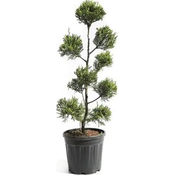 Květináč Cypřišovec Leylandův žlutý PonPon FloraSelf Cupressocyparis leylandii 'Castlewellan Gold' výška 80-100 cm květináč 12 l