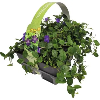 Sazenice Barvínek menší FloraSelf Vinca minor 'Atropurpurea' balení 6 ks fialový