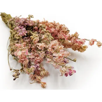 mech-mech.cz Sušená Ostrožka - (Delphinium) - pudrová