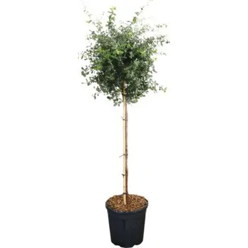 Květináč Dub korkový polokmen 100 cm FloraSelf Quercus suber květináč 18 l