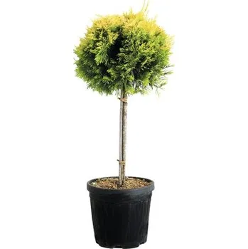 Květináč Cypřišovec Leylandův žlutý 1/4kmen FloraSelf Cupressocyparis leylandii 'Gold Rider' květináč 10 l