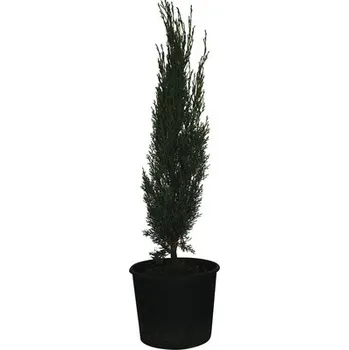Květináč Cypřiš stálezelený 'Totem' FloraSelf Cupressus sempervirens 'Totem' 60-70cm květináč 3 l