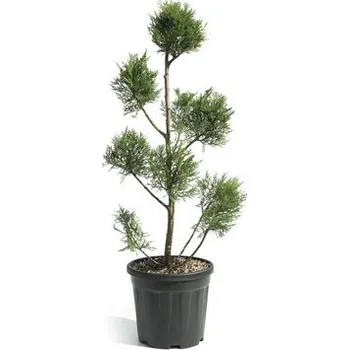 Květináč Cypřišovec Leylandův PonPon Cupressocyparis leylandii 'Pyramidalis' výška cca 80 cm květináč 9 l