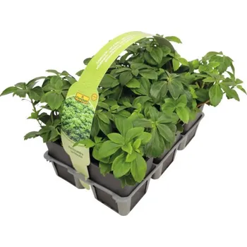 Semeno Tlustonitník klasnatý, pachysandra klasnatá FloraSelf Pachysandra terminalis balení 6 ks