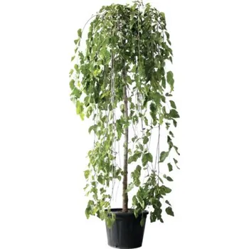 Květináč Moruše bílá polokmen FloraSelf Morus alba 'Pendula' květináč 18 l